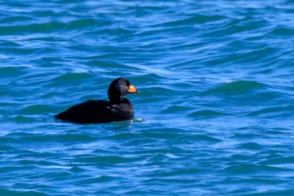 Black Scoter
