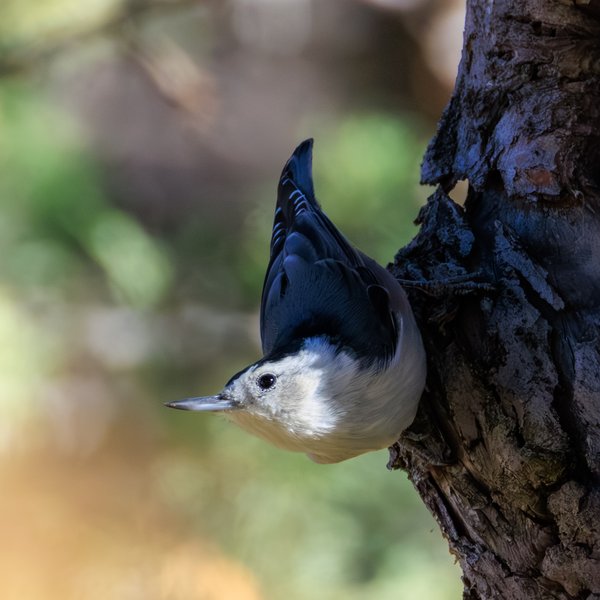 White-breasted Nuthatch