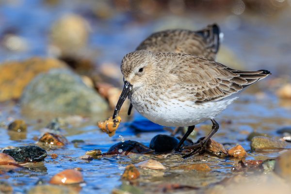 Dunlin