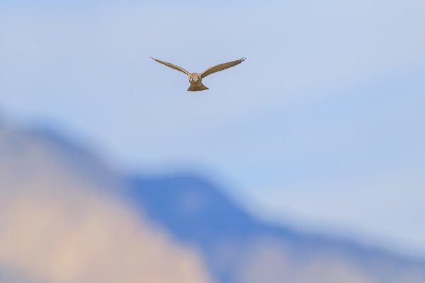 American Kestrel