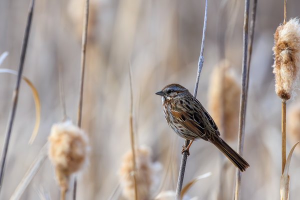 Song Sparrow