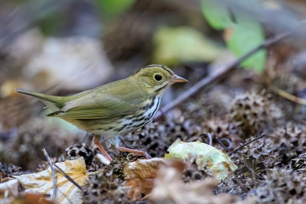 Ovenbird