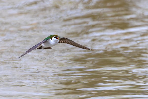 Violet-green Swallow