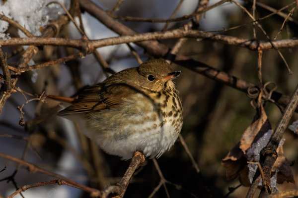 Hermit Thrush