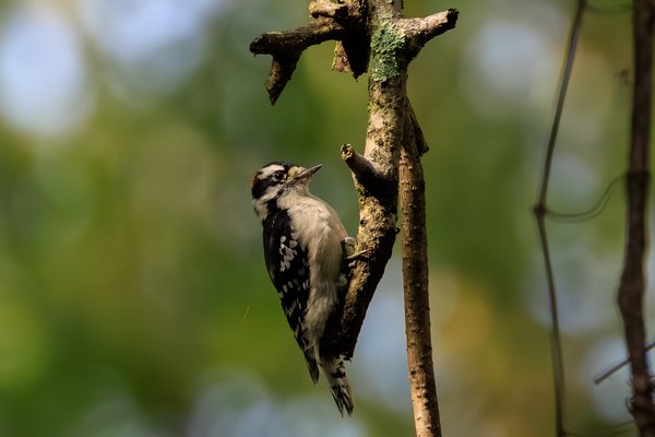 Downy Woodpecker