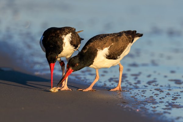American Oystercatcher