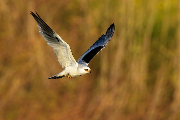 White-tailed Kite