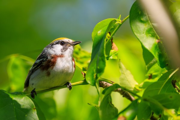 Chestnut-sided Warbler