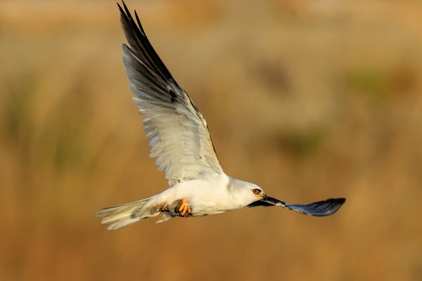 White-tailed Kite
