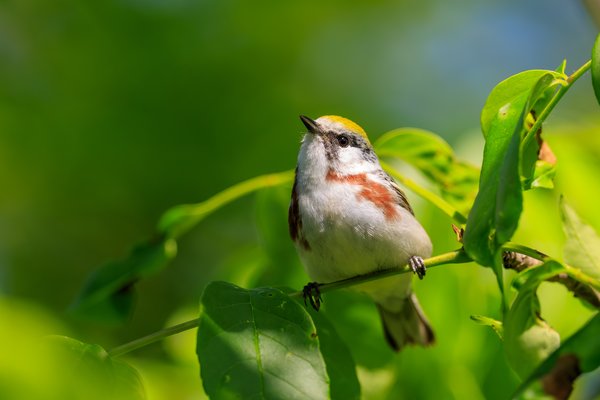 Chestnut-sided Warbler