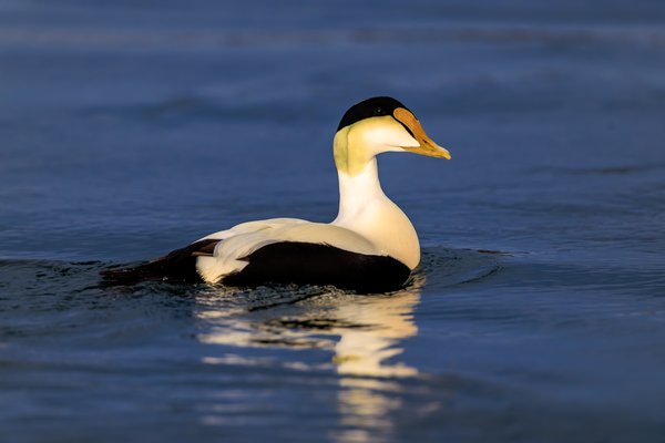 Common Eider