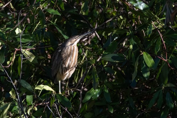 American Bittern