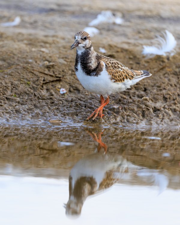 Ruddy Turnstone