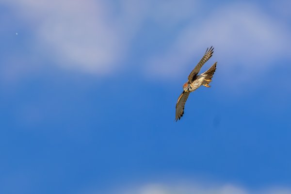 American Kestrel
