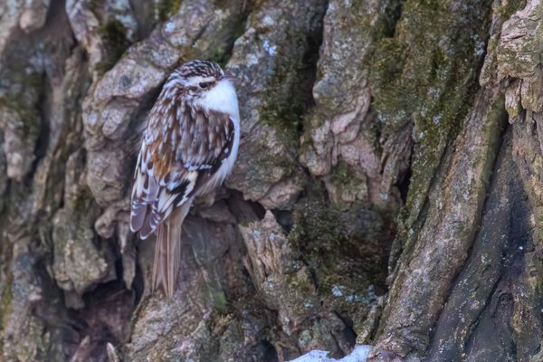 Brown Creeper