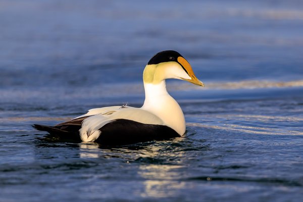 Common Eider