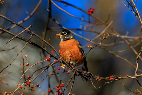 American Robin