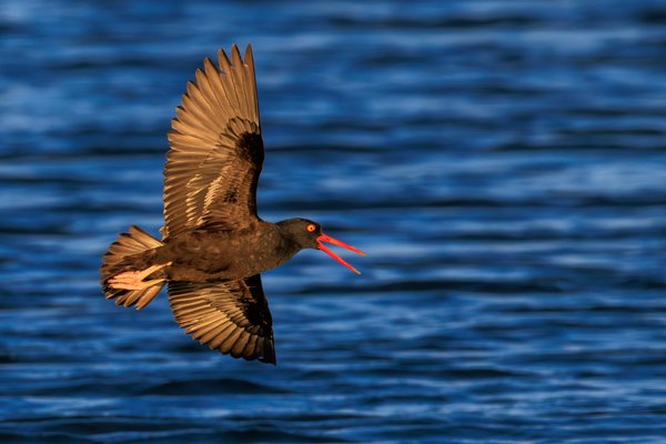 Black Oystercatcher