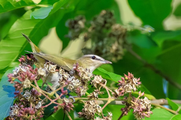 Red-eyed Vireo