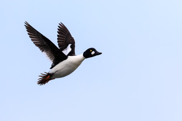Common Goldeneye