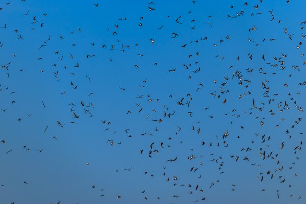 Tree Swallow