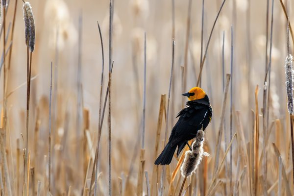 Yellow-headed Blackbird
