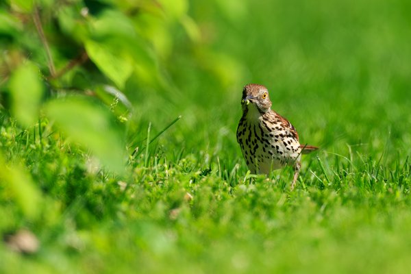 Brown Thrasher
