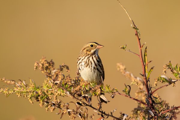 Savannah Sparrow
