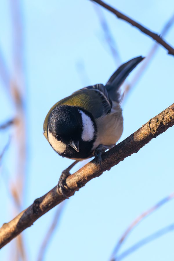 Asian Tit