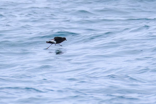 Wilson's Storm-Petrel