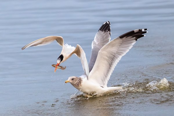 Elegant Tern