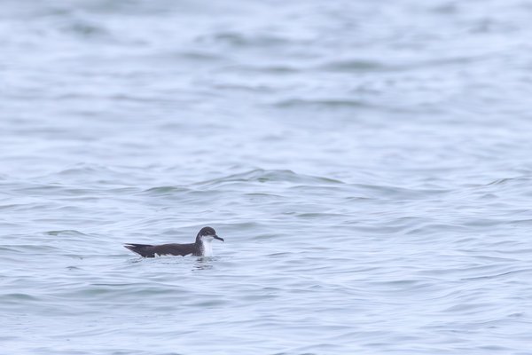 Manx Shearwater