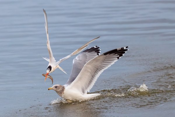 Elegant Tern