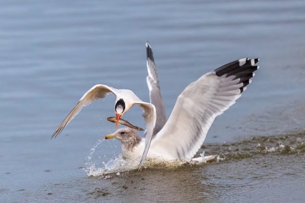 Elegant Tern