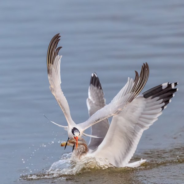 Elegant Tern
