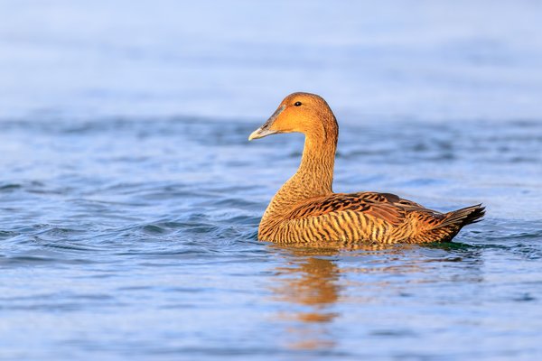 Common Eider