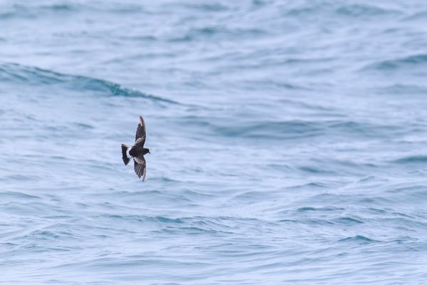 Wilson's Storm-Petrel