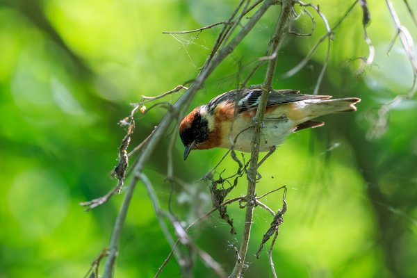 Bay-breasted Warbler