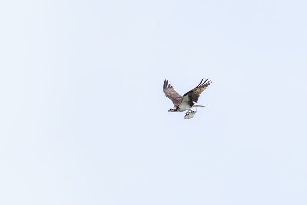 Osprey