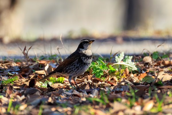 Dusky Thrush