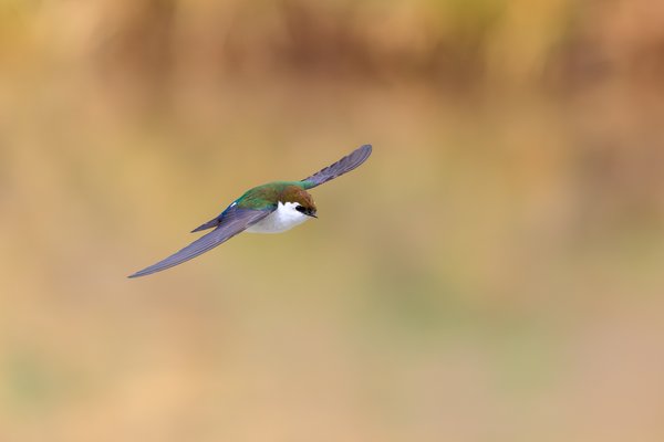 Violet-green Swallow