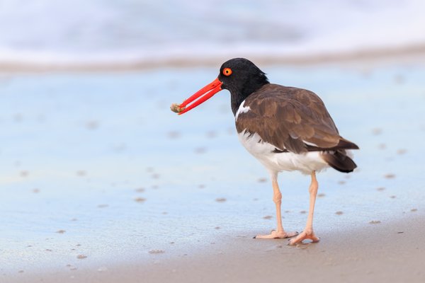 American Oystercatcher
