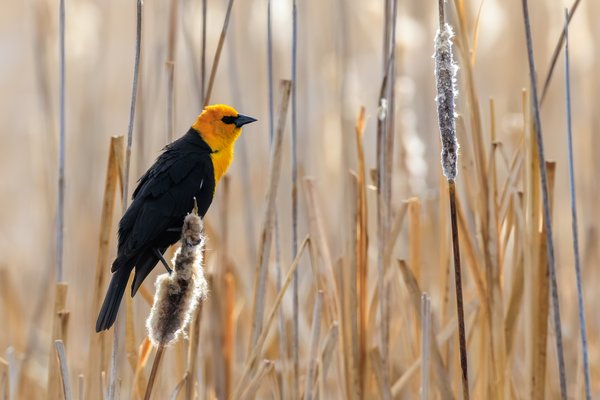 Yellow-headed Blackbird