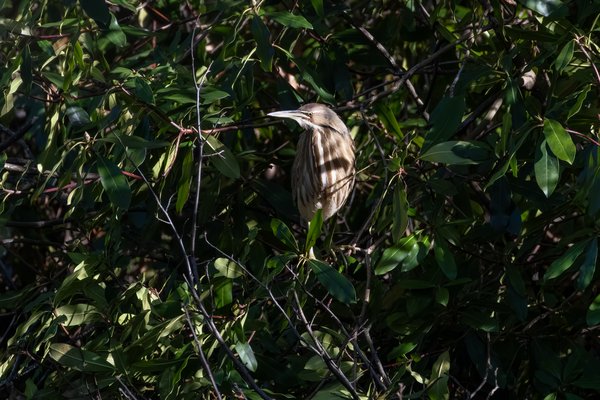 American Bittern