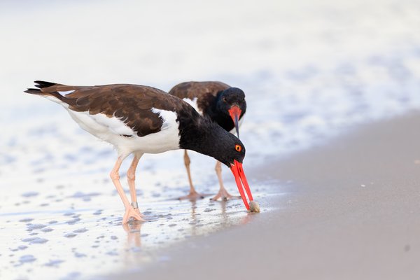 American Oystercatcher