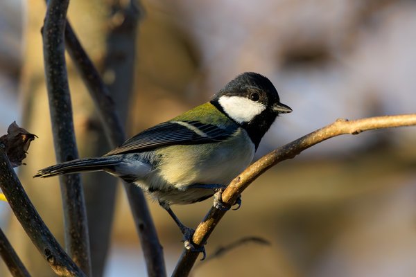 Asian Tit