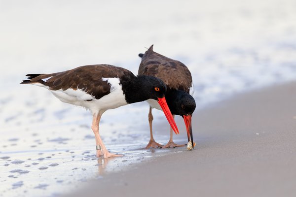 American Oystercatcher