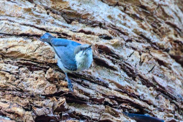 Pygmy Nuthatch