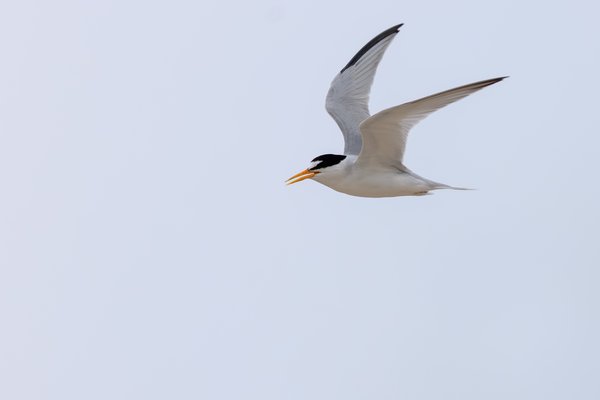 Least Tern