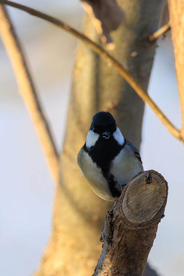Asian Tit